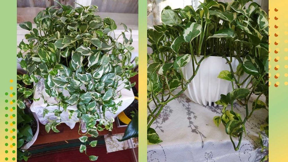 Стеллаж для фиалок со стеклянными полками