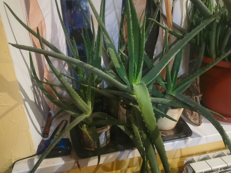 Алоэ вера цветок