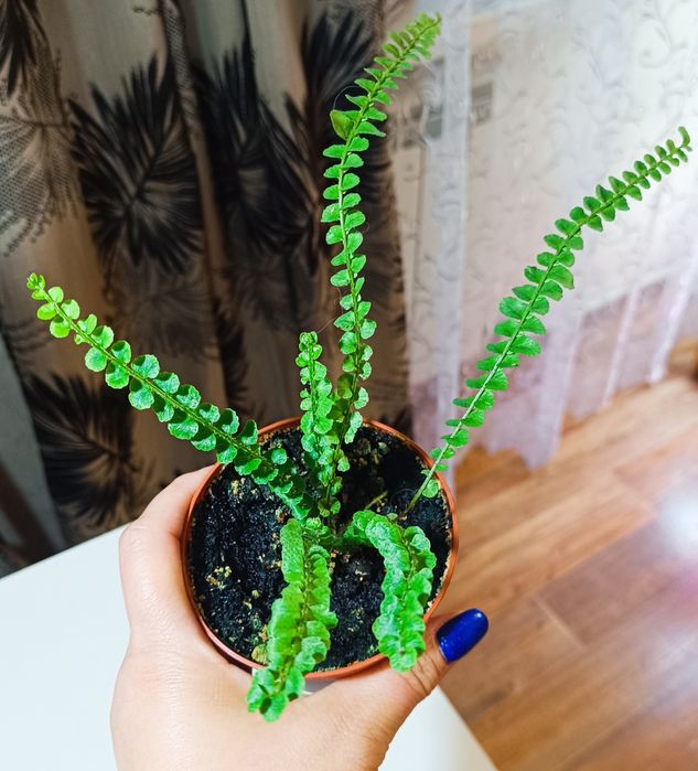 Нефролепис  Даффи.