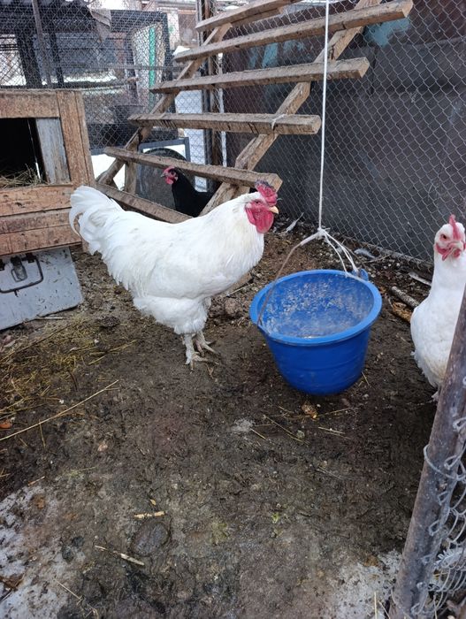 Продам Джерские гигант куры петух