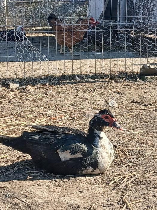 Vând oua de rața muta pentru incubat...