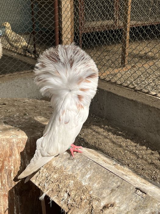 Porumbei Maria Stuart 2025