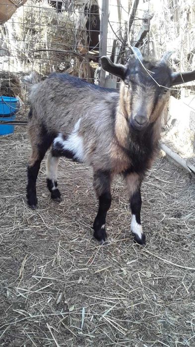 Альпийские козлята девочки