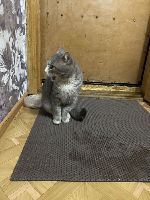 Кот в доьрые руки