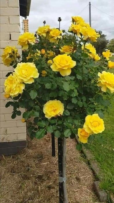 Trandafir Pomișor (Diferite Culori )