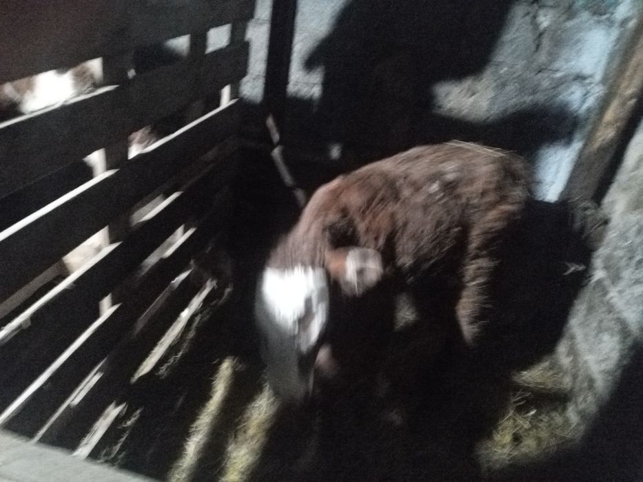 Продается телята