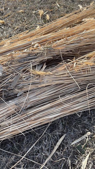 Қамыс бар  сатылатын