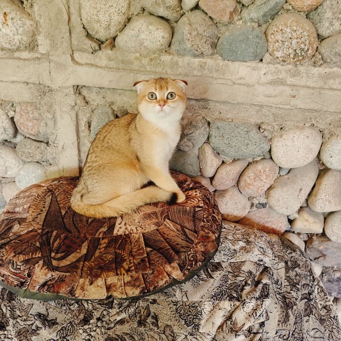 Котята Шиншиллы Фолд