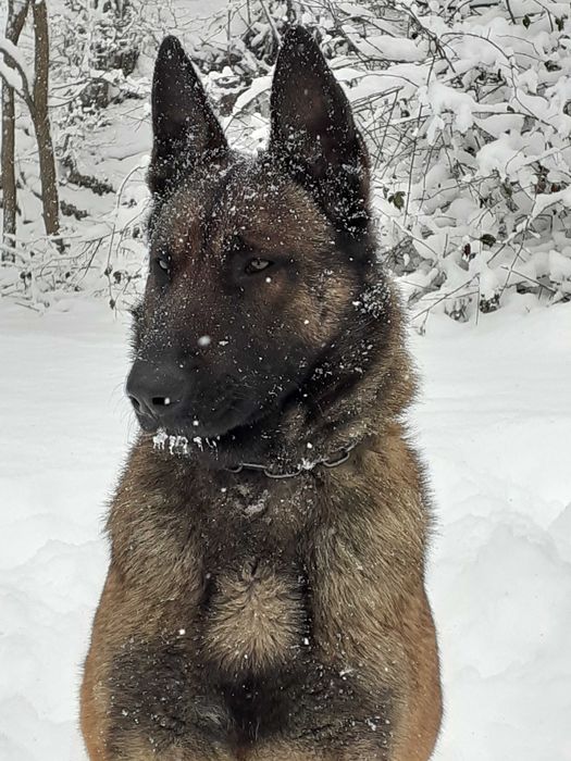 Кученце белгийска овчарка