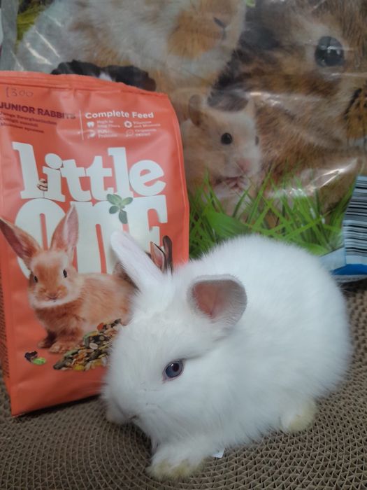 Декоративные  кролики