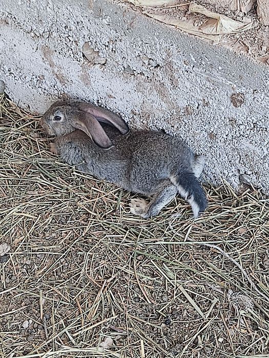 9ta jaydari va 3 ta velikan quyon bolalari sotiladi.