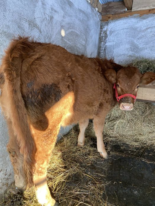 De vanzare vaca cu vitea angus gestanta !