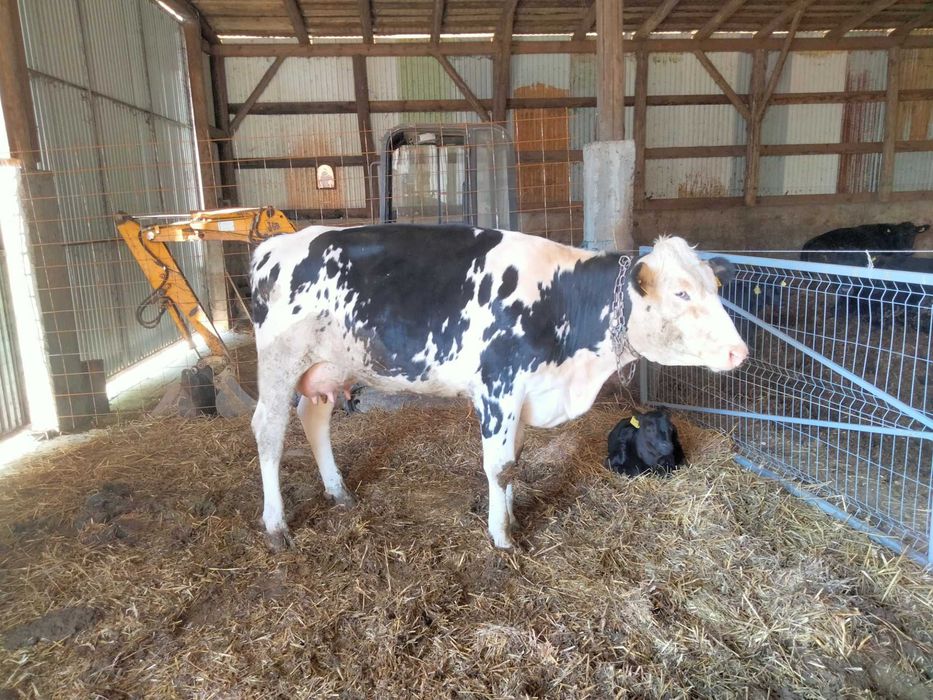 Vând junca Red holstein