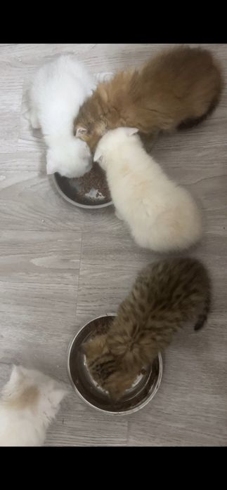 Британские котята