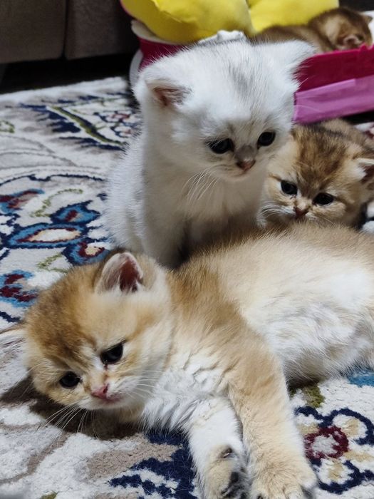 Продаются  породистые   котята британские золотые  шиншилы