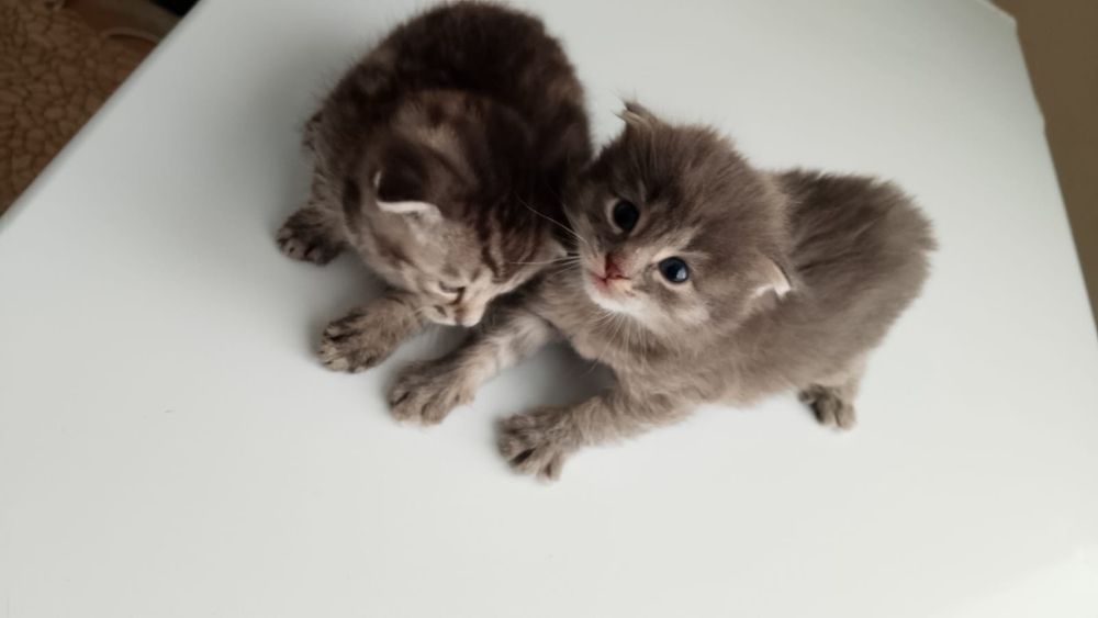 Вислоухие котята один мес мальчики