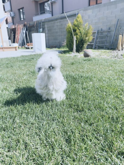 Петли и кокошка Копринки