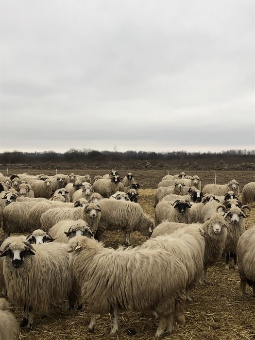 Vand 45 de oi țurcane tinere