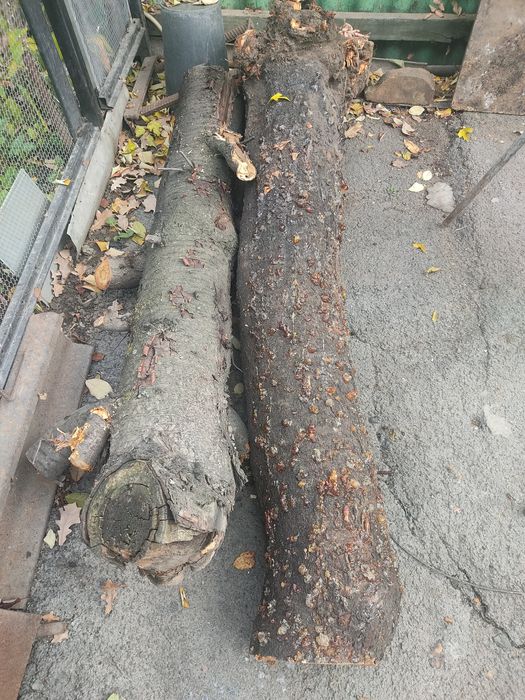 Дрова бесплатно ,самовывоз