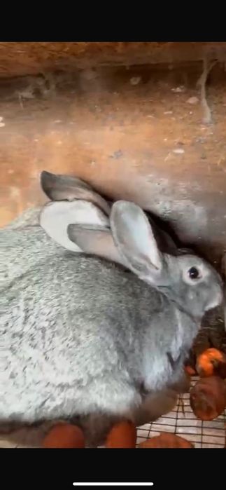 Продам кроликов   6000