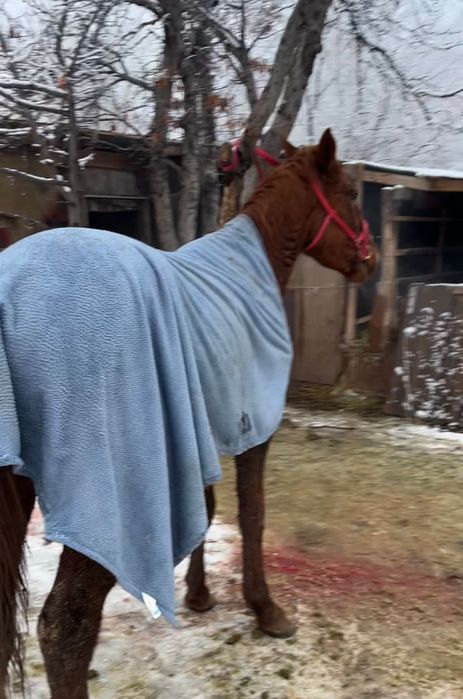 Кунан сатылады срочна