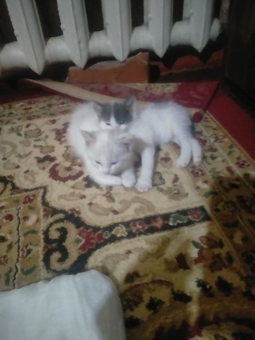 Mushuk otdam darm