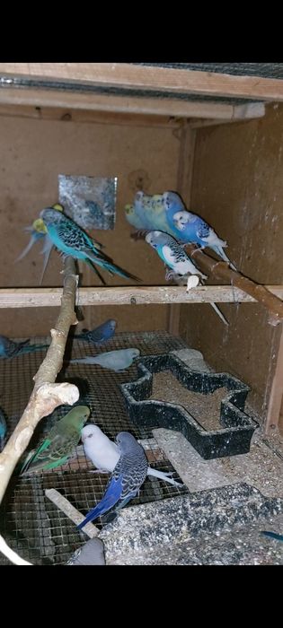 Valnisti papugaylar sotiladi optimga