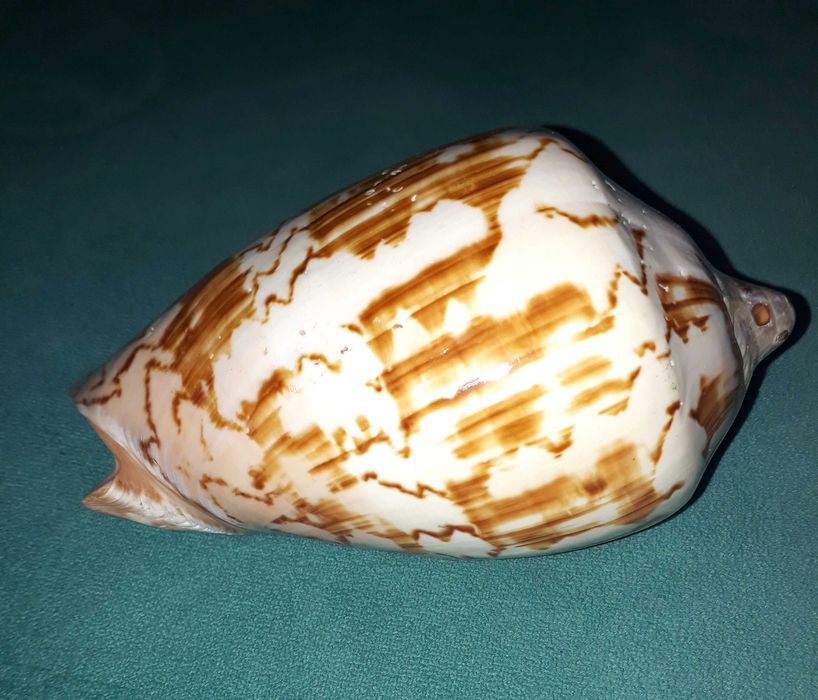 Раковина от морски охлюв