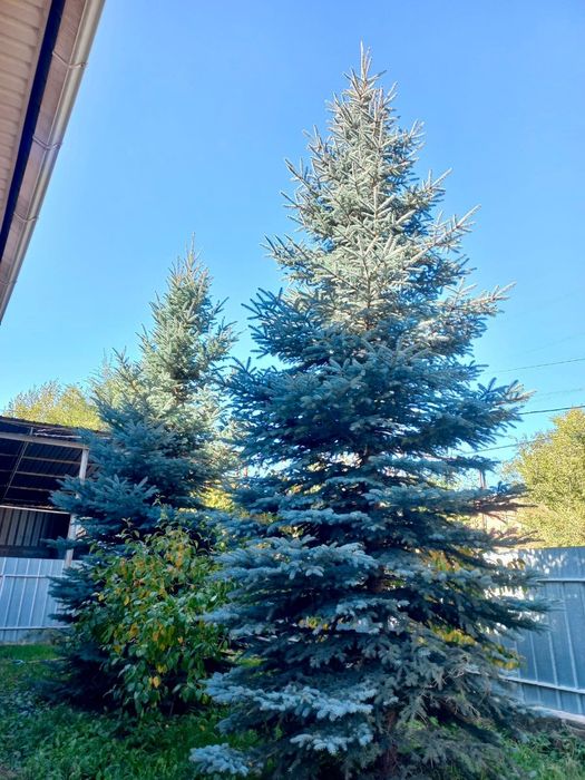 Красивые голубые ели 3штуки