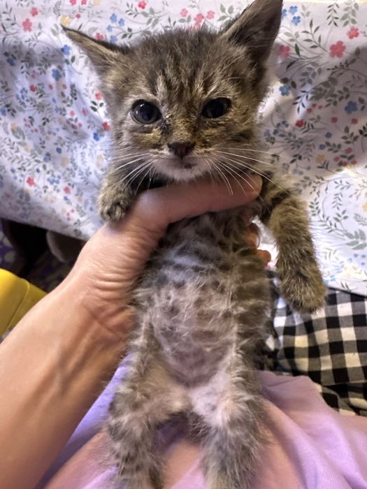 Отдадим котенка в добрые руки .