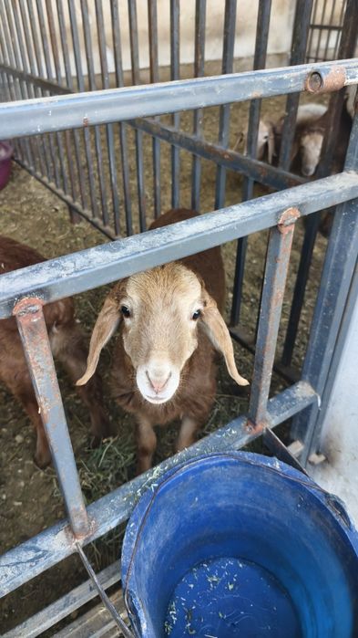 Арашан саулыктар сатылады