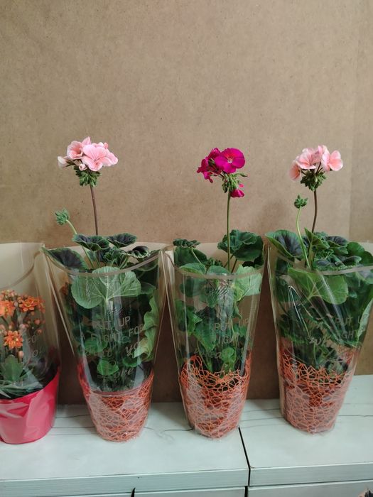 Герань Каланхоэ местный адаптирован