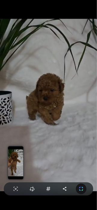 Продам щенков той и карликовых пуделей