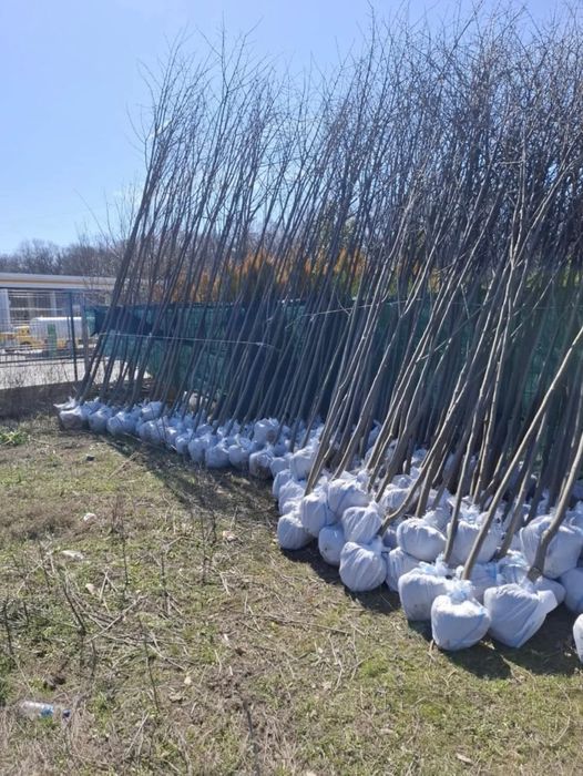 Vand mesteacăn alb dimensiuni de la 1-6 m diferite specii dif inaltimi