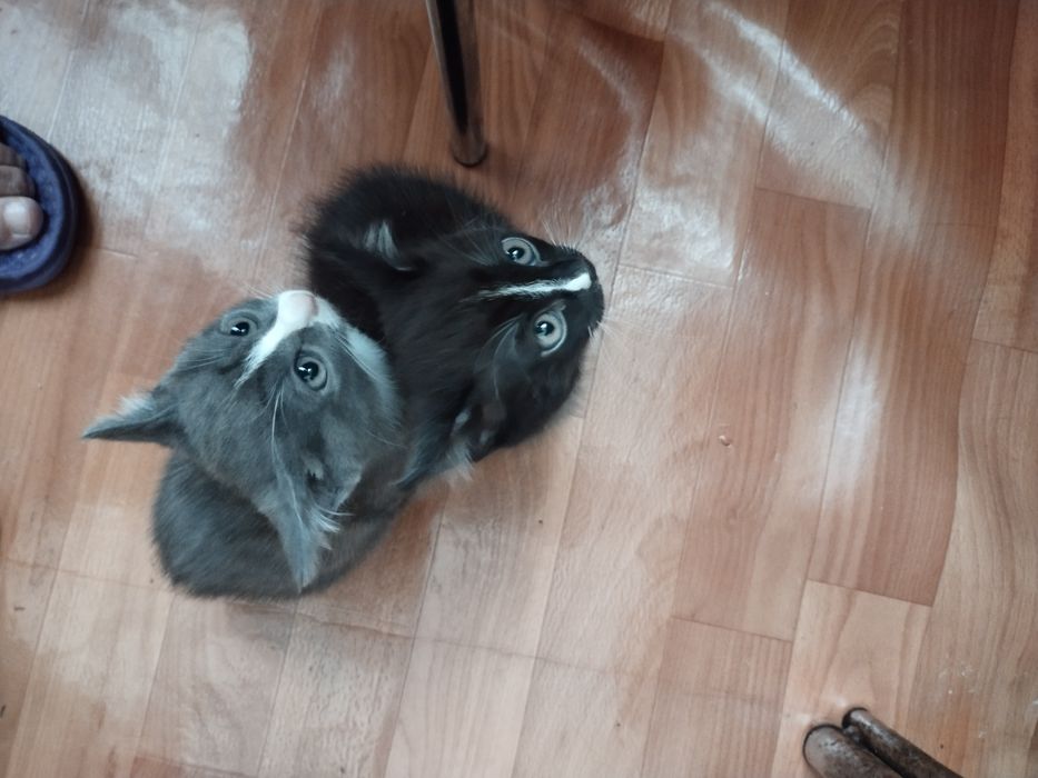 Отдам в добрые руки