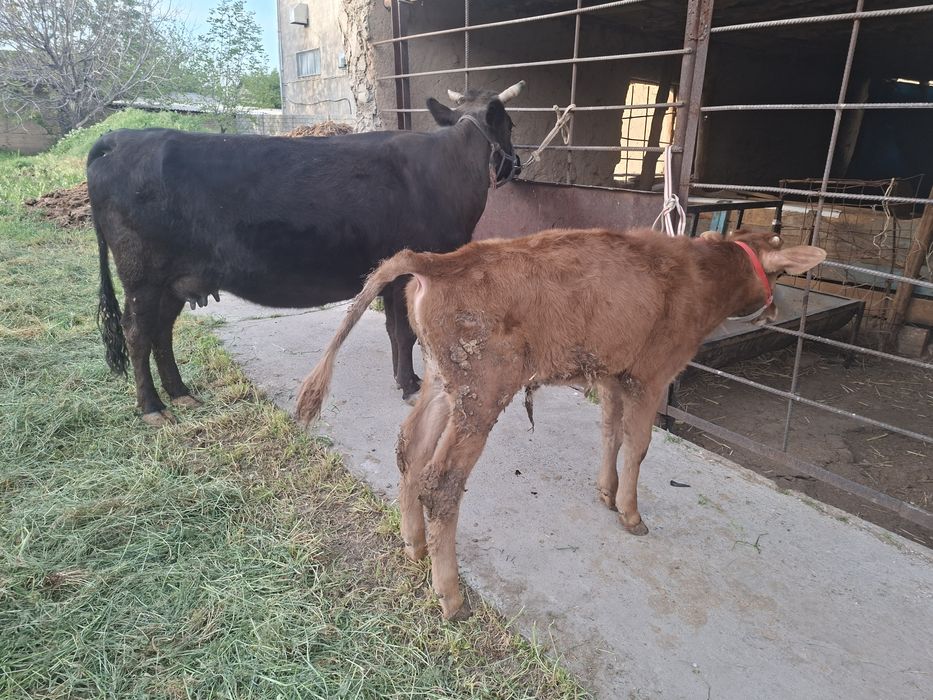 Бұзаулы сиыр сатылады