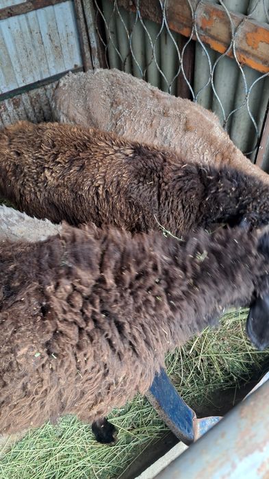 Кой бараны продам