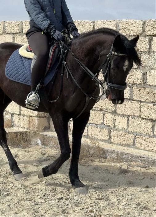 Кобыла ЧК 6 лет