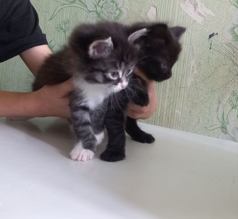 Мушукчалар яхши кулларга берилади