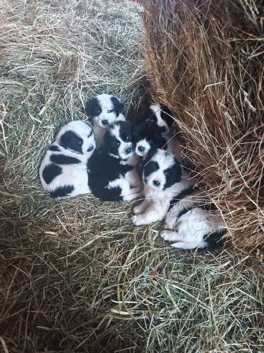 Чистокръвни каракачанки