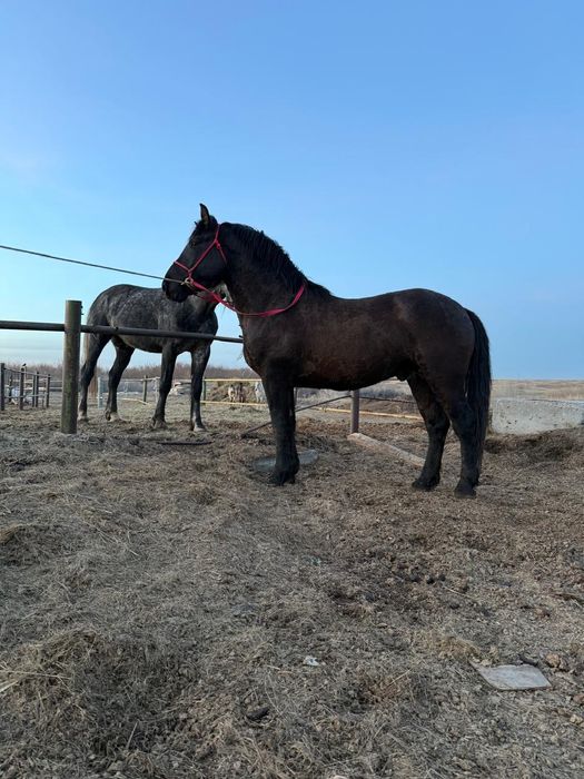 Вороной жеребец  возраст три года