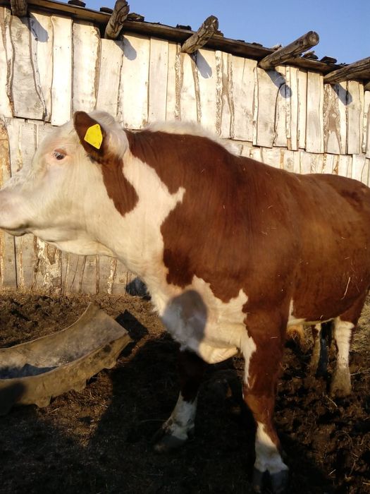 Быки на племя...