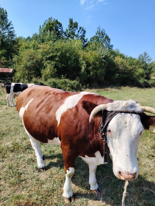 Vaca tânără aproape 3 ani