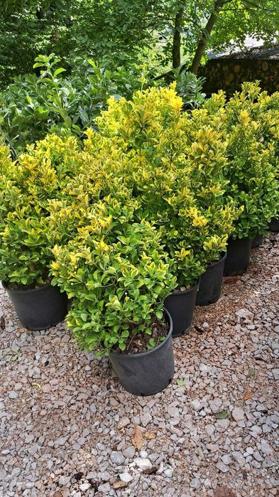 Buxus, pin, leylandi, spirală, pon pon, mesteacăn, tei