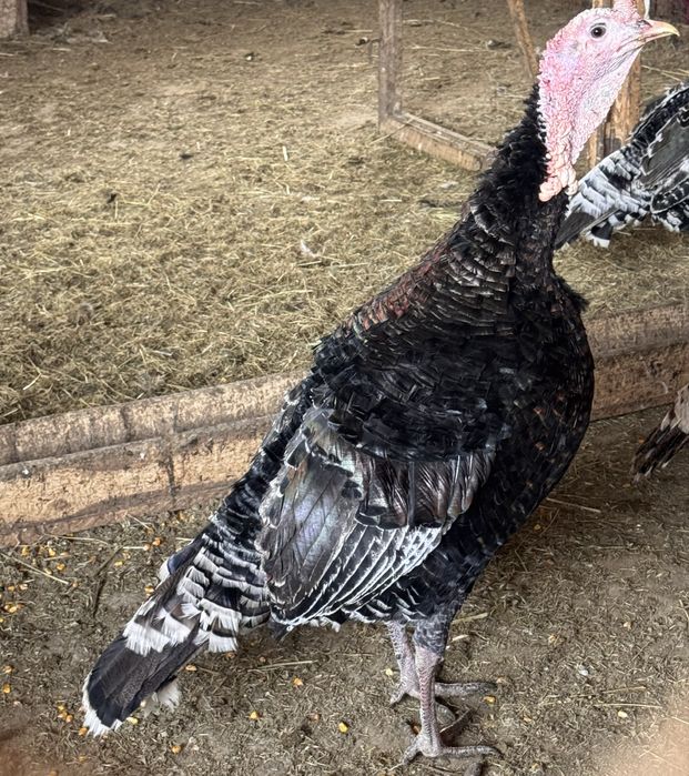 Домашние Индюки