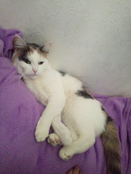 Кошка мейнкун в добрые руки