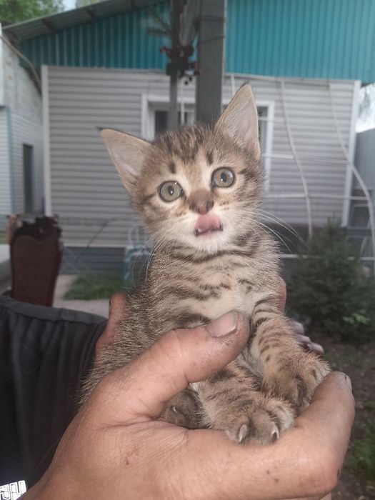 Отдам котят в добрые руки.