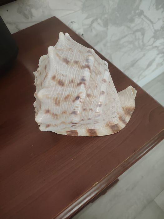 Продам ракушку морская