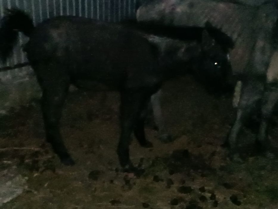 жылкы жабагы.