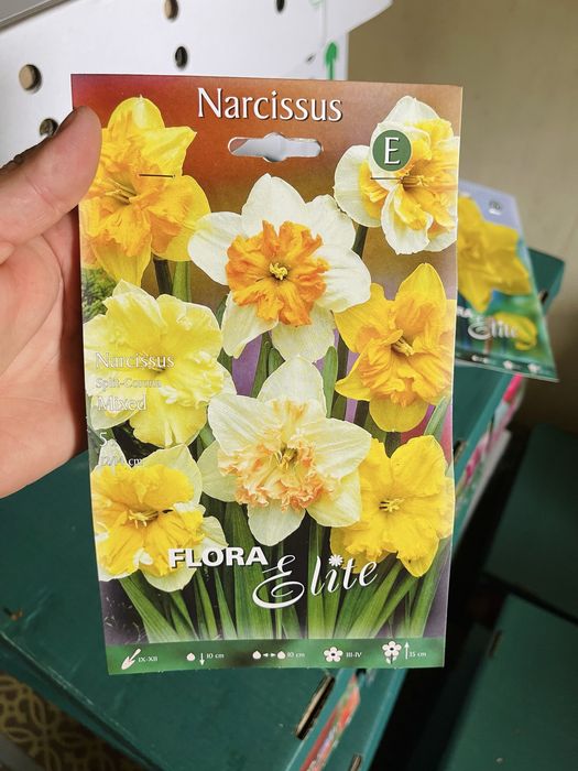 Нарциссы сортовые луковичные